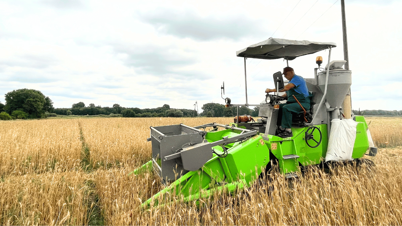 Zbiór ziarna pszenicy okrągłoziarnowej